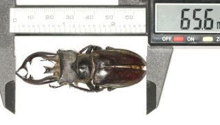 Lucanidae Lucanus Thibetanus Gennestieri 65.  6mm W.  Yunnan