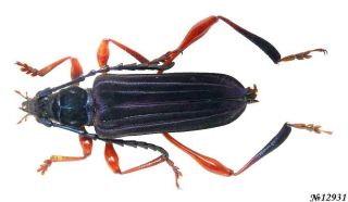 Coleoptera Cerambycidae Gen.  Sp.  Indonesia Sumatra 29mm