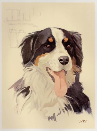 Vintage Bernese Mountain Dog Print Dog Gallery Wall Art Dog Art 1401