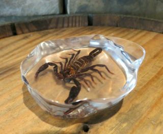 Enclosed Real Scorpion,  Taxidermy,  Collectible,  Insect,  Paper Weight