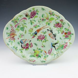 Antique Chinese Cantonese Porcelain - Hand Painted Birds & Insects Dish
