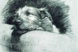 Irish Wolfhound Dog Cecil Aldin 1930 