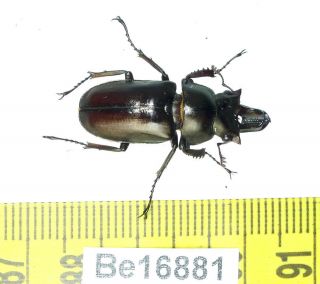 Prismognathus Lucanidae Stag Beetle Coleoptera Insect Vietnam Be (16881)