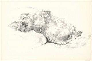 Sealyham Terrier Dog By Vera Temple 1937 8 Large Blank Note Cards Relaxing