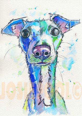 Whippet Sighthound Print From Watercolour Dog Painting By Josie P