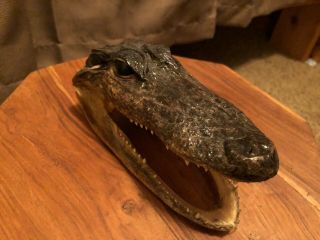 Small Taxidermy Real Alligator Crocodile Head Sharp Teeth