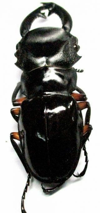 c005 Lucanidae: Odontolabis imperialis komorii male 63mm 4