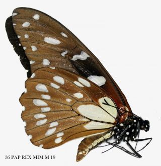 Insect Butterfly Moth Papilionidae Papilio Rex Mimeticus - Rare 36 Pap Rex Mim M