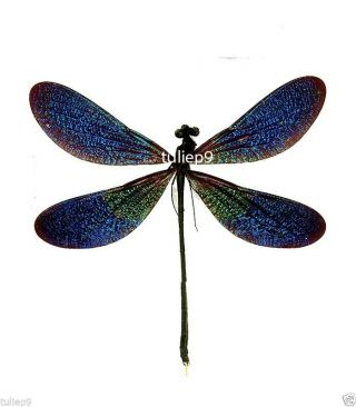 Dragonfly - Damselfly - Fully Spread/damselfly Sp - Kalimantan,  Indonesian Borneo