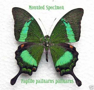 Butterlfy - Papilionidae - Papilio Palininarus Palinarus (m) - Malaysia - Rare (3 - 15)