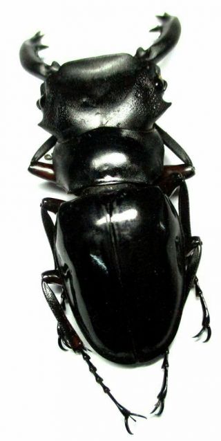 h006 Lucanidae: Odontolabis imperialis komorii male 60.  5mm 4