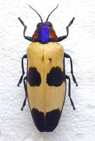 Buprestidae: Chrysochroa Buqueti Fruhstorferi - Pacitan,  E.  Java,  Indonesia,  A1