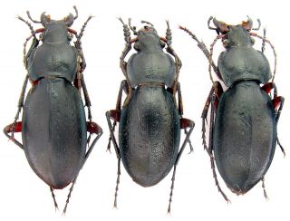 Insect.  Carabidae.  Carabus (trachycarabus) Besseri,  3 Ex.