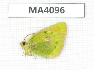 Butterfly.  Colias Sp.  China,  Gansu,  S Of Jiayuguan.  1m.  Ma4096.