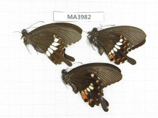 Butterfly.  Papilio Polytes Ssp.  China,  W Sichuan,  Danba.  2m1f.  Ma3982.