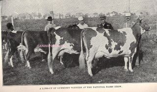Vintage Guernsey Prize Winners At National Dairy Show Cattle Cow 1910 Art Print