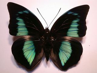 Real Butterfly/insect Set/spread B4968 Blue Rare Prepona Domophon Female 10 Cm