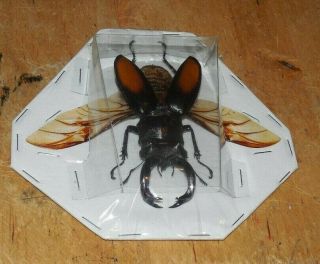 70mm,  Spread Wing Hexarthrius Parryi Real Insect Indonesia Taxidermy