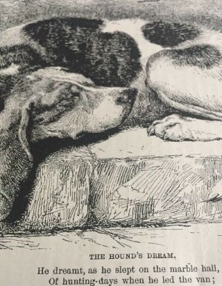 Antique Engraving The Hound 