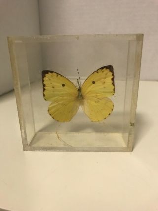 Alabama Butterfly Paperweight Resin Block Education Specimen Vintage Display