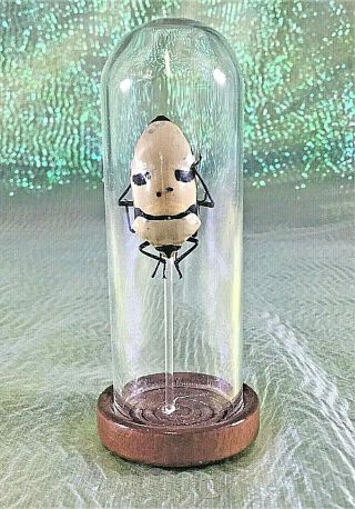 N20d Entomology Taxidermy Man Faced Beetle Glass Dome Disply Specimen