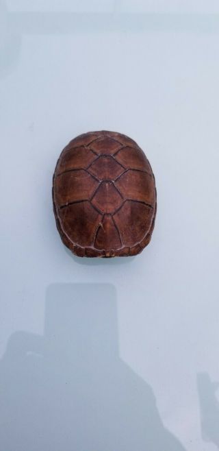 Turtle Shell.  3 - 4inches Decor