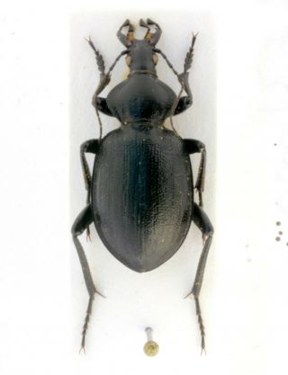 Coleoptera Beetles Carabidae Cathoplius Stenocephalus Susicus M