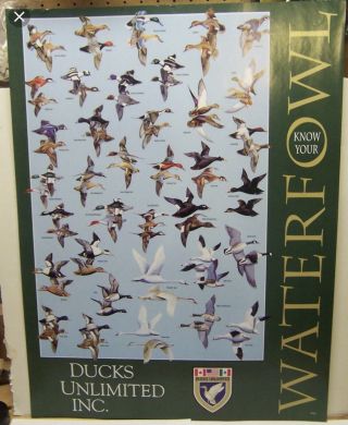Ducks Unlimited Know Your Waterfowl Poster Id Ducks Geese Identification