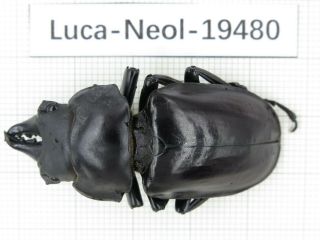Beetle.  Neolucanus Sp.  China,  Tibet,  Motuo County.  1m.  19480.