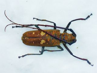 Batocera Wyllei Male Very Big 50mm,  Cerambycidae Cameroon