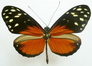 Heliconius Hecale Zuleica Male From Costa Rica