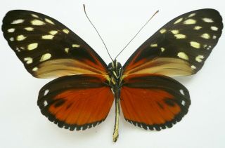 HELICONIUS HECALE ZULEICA MALE FROM COSTA RICA 2