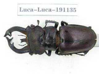 Beetle.  Lucanus Fryi.  China,  Tibet,  Motuo County.  1m.  191135.