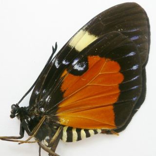 Eucorma Sp.  (zygaenidae) From Crocker Rg. ,  Sabah,  North Borneo