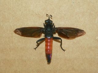 Mydas Cleptes Male 32mm.  51mm.  Wingspan Unmounted,  W.  Data Mydidae Diptera S.  Ariz.