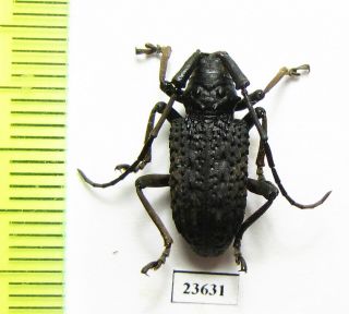 Cerambycidae Sp. ,  Indonesia,  Sumatra