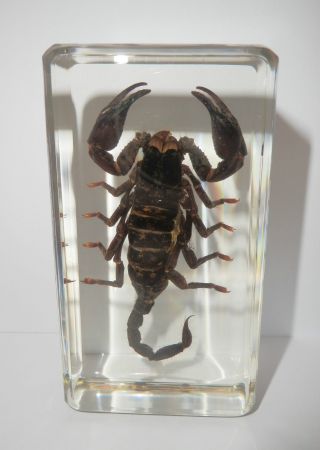 Black Scorpion Heterometrus Spinifer 73x40x20 Mm Paperweight Education Specimen