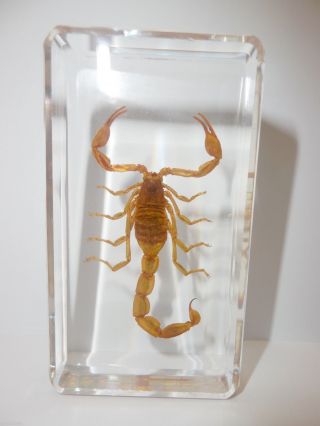 Golden Scorpion Mesobuthus Martensii In 73x40x18 Mm Block Education Specimen