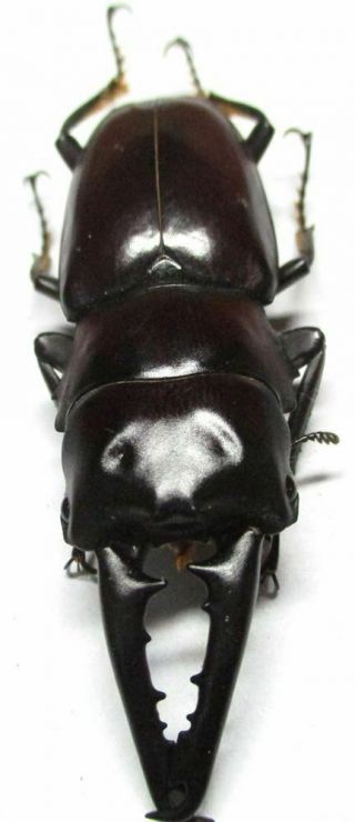 J001 Lucanidae: Prosopocoilus Gertrudesae Teledont Male 54mm