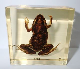 Adult Frog East Asian Bullfrog In Amber Clear Block Education Real Specimen
