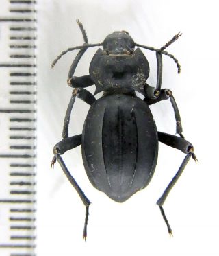 Tenebrionidae Akis sp.  SW Morocco 2