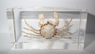 White Spider Crab Uca Lacteus In 73x40x24 Mm Clear Block Education Specimen