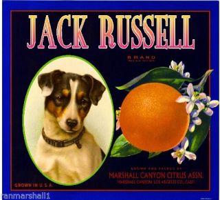 Marshall Canyon Jack Russell Puppy Dog Orange Citrus Fruit Crate Label Art Print