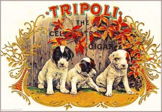 Tripoli Jack Russell Terrier Dogs Vintage Cigar Tobacco Box Crate Label Print