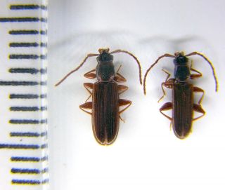 Cucujoidea Silvanidae Dendrophagus Crenatus Nw Russia Pair