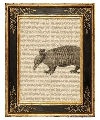 Nine Banded Armadillo Art Print On Vintage Book Page Home Office Decor Gifts