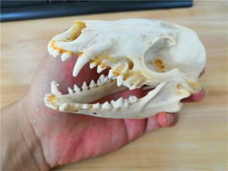 Hot Fox Skull Taxidermy Supplies Art Bone Vet Medicine 1:1