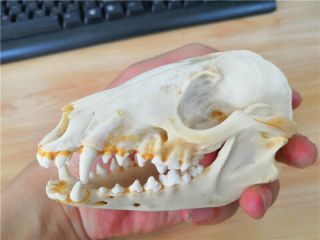Hot Fox Skull Taxidermy supplies art bone vet medicine 1:1 2