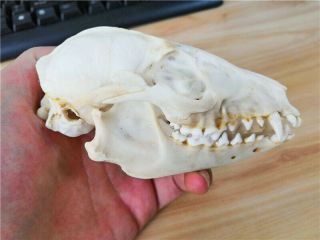 Hot Fox Skull Taxidermy supplies art bone vet medicine 1:1 3
