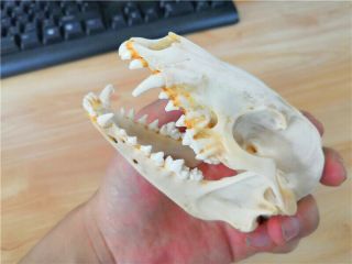 Hot Fox Skull Taxidermy supplies art bone vet medicine 1:1 5